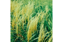 Image Field.